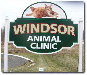 Windsor animal clinic simpang ampat